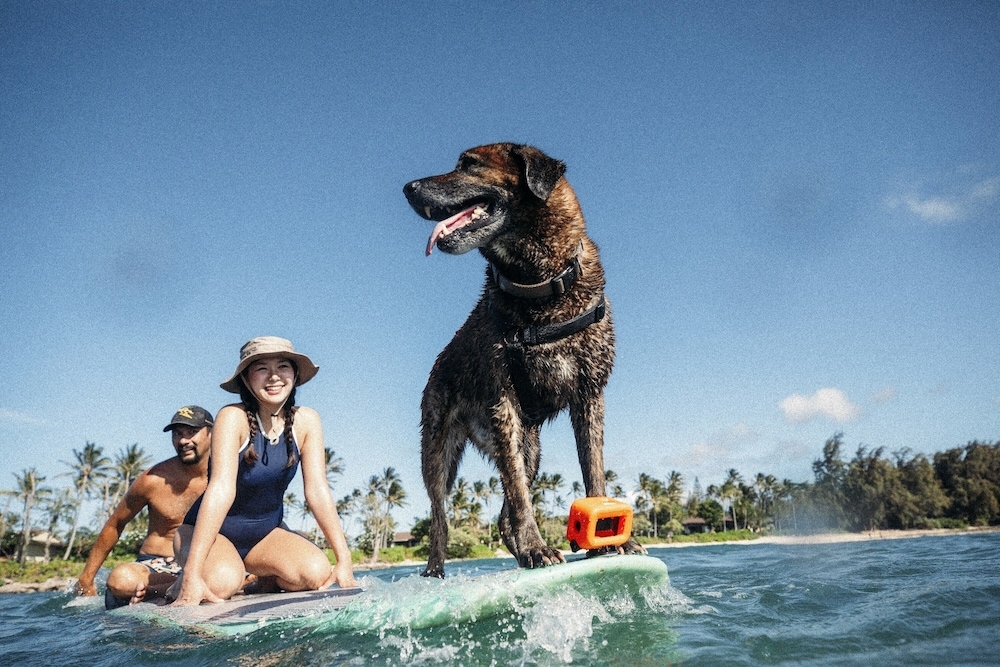 サーフィン / ボディボード