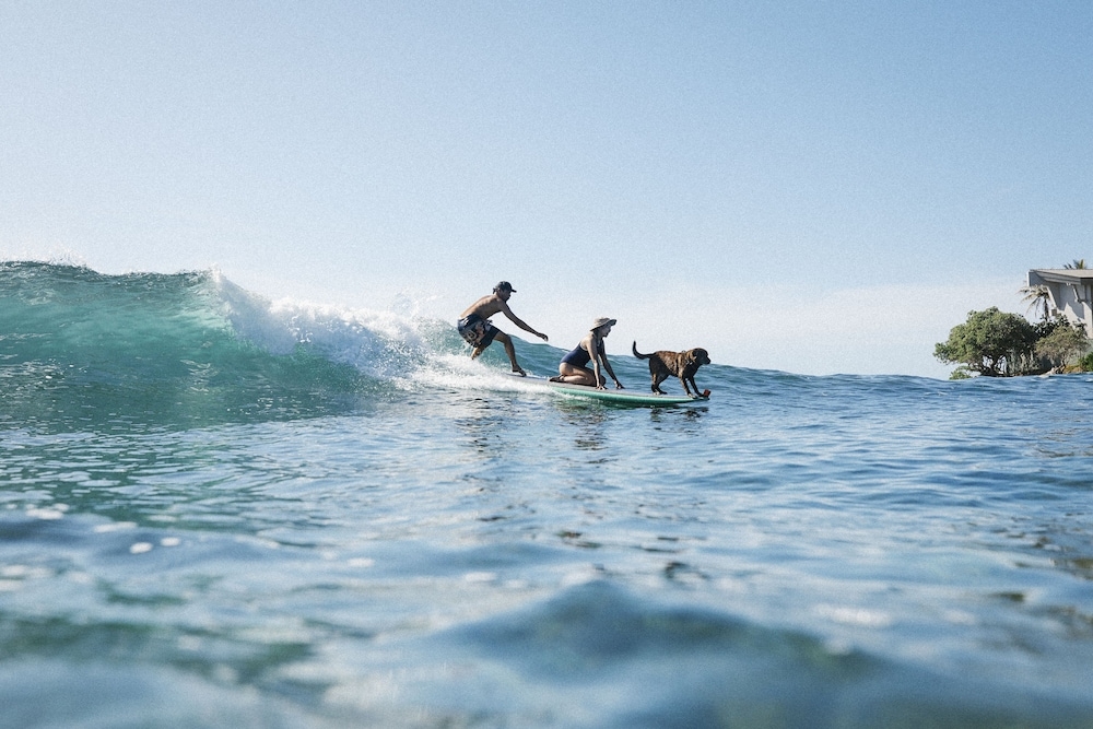 サーフィン / ボディボード